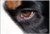 Augenpflege Berner Sennenhund
