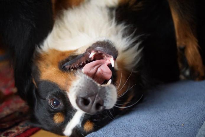 Berner Sennenhunde Züchter in Hannover