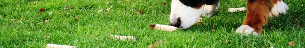 Berner Sennenhund bei der Geruchsunterscheidung