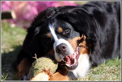 Zahnpflege beim Berner Sennenhund