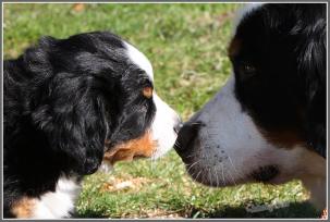 Berner Sennenhund Züchter im SSV Berner Sennenhund Züchter im SSV