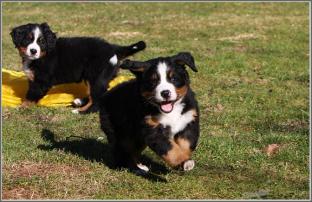 Berner Sennenhunde Welpen, Anni und Timba Berner Sennenhunde Welpen, Anni und Timba
