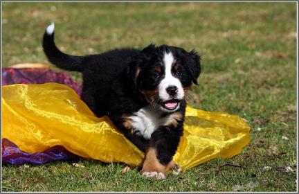 Bewegung Berner Sennenhund Welpen