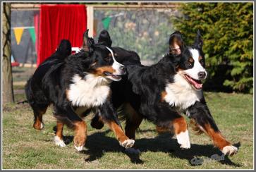 Berner Sennenhunde beim Spielen