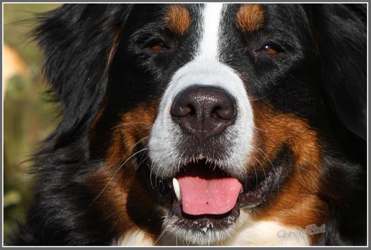 Steckbrief Berner Sennenhund