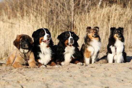 Frauchen möchte unbedingt ein Gruppenbild machen...