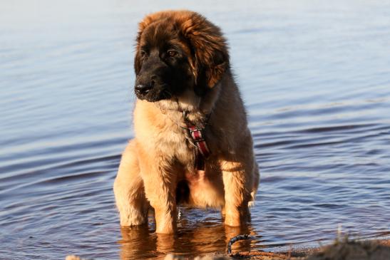 Tz tz tz, wer macht denn da Pipi in den See