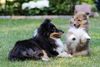 Sheltie Welpen