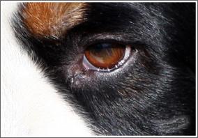 Augenpflege Berner Sennenhund