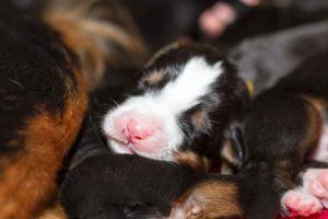 Berner Sennenhund Welpen beim Säugen