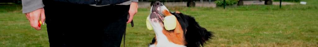 Berner Sennenhund beim Apportieren