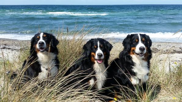 Links Jeanie, mitte Anni, rechts Summer