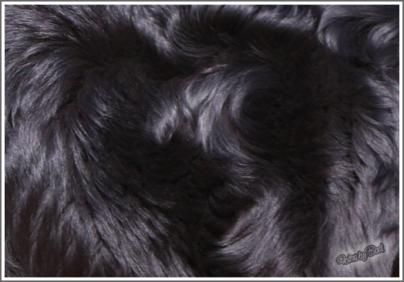 Fellpflege des Berner Sennenhundes Fellpflege des Berner Sennenhundes