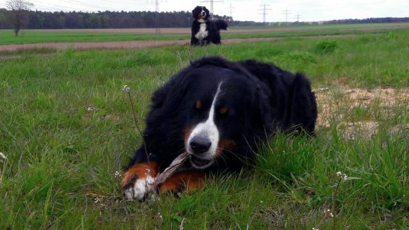 Amy und im Hintergrund die Maja