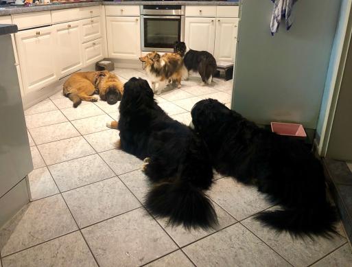 Frauchen bereitet den Geburtstagskuchen vor ;-)