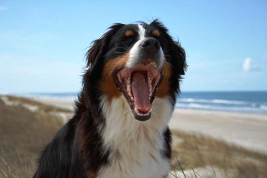 Gähn, am Strand toben macht soooo müde....aber auch unendlich viel Spaß