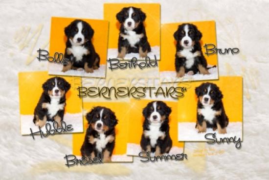 Berner Sennenhund Züchter