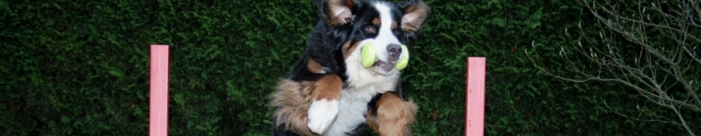 Berner Sennenhund sportlich