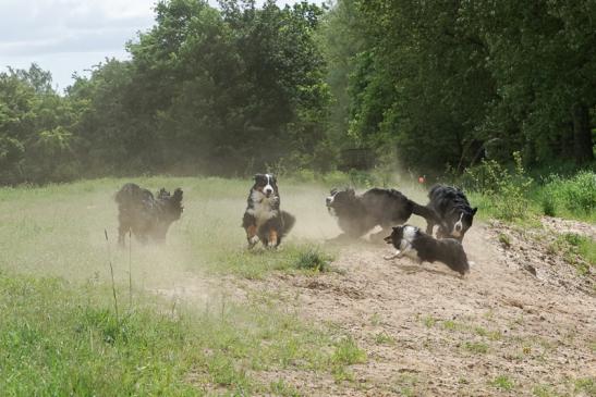 Hier spielen Anni, Amy , Maja, Summer und SheltieJella