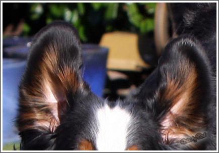 Ohrenpflege beim Berner Sennenhund Ohrenpflege beim Berner Sennenhund