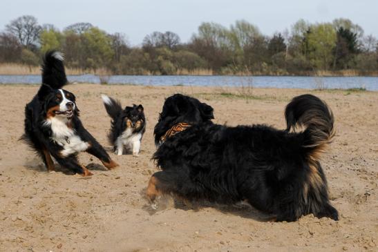 Summerli, Anni und Jella