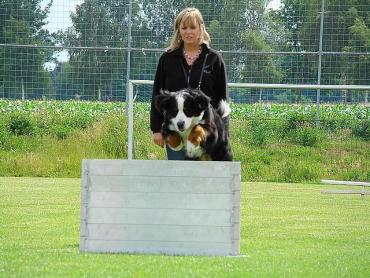 Berner Sennenhund beim Hundesport