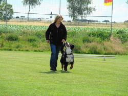 Berner Sennenhund beim Obedience